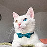 cat, white_cat, heterochromia, blue_eye, amber_eye, bow_tie, pet, animal, cute, portrait, indoor, feline, whiskers, paws, curious, looking_up, soft_lighting, neutral_background, close_up, domestic_cat