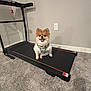 Dashey joined the competition — help win amazing prizes! animal, canine, carpet, collar, cute, dog, electric_outlet, exercise, floor, fur, happy, home, indoor, pet, pomeranian, sitting, small_dog, smiling, treadmill, wall