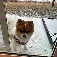 Dashey is registered to the contest to win money with this photo: animal, curious, cute, dog, fur, glass_door, harness, house, looking, outdoor, outside, paw_print, pet, pomeranian, small_dog, snow, snowflakes, trampoline, winter, yard