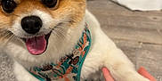 Dashey joined the competition — help win amazing prizes! animal, canine, carpet, closeup, cute, dog, domestic_animal, friendly, fur, hand, happy, harness, indoor, paw, pet, playing, pomeranian, small_dog, smiling, tongue_out