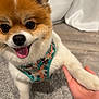 animal, canine, carpet, closeup, cute, dog, domestic_animal, friendly, fur, hand, happy, harness, indoor, paw, pet, playing, pomeranian, small_dog, smiling, tongue_out