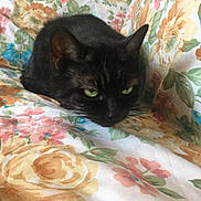 Tunette a rejoint le concours — aidez-le/la à gagner de superbes lots ! animal, bedspread, black_cat, cat, closeup, colorful, cozy, cute, domestic_cat, floral_pattern, fur, green_eyes, indoor, laying_down, pet, portrait, relaxed, resting, soft_texture, whiskers