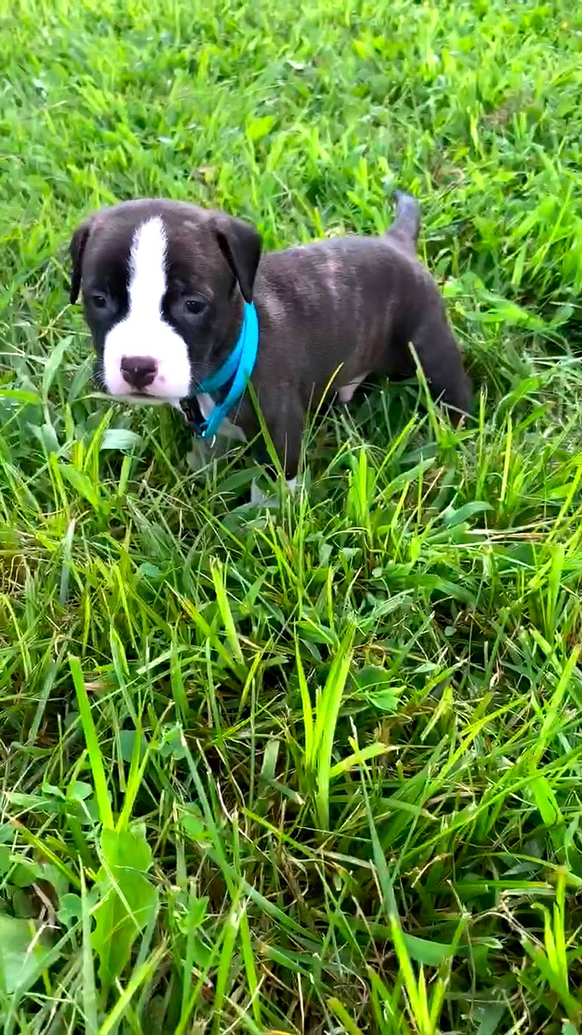 Ace is registered to the contest to win money with this photo: american_pit_bull_terrier, american_staffordshire_terrier, canidae, carnivore, companion_dog, dog, dog_breed, grass, mammal, non_sporting_group, pit_bull, plant, puppy, rare_breed_dog, sporting_group, staffordshire_bull_terrier, terrier, vertebrate