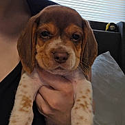Molly is registered to the contest to win money with this photo: puppy, dog, brown, white, spotted_legs, person, hand, indoor, window, blinds, couch, pillow, blanket, close_up, cute, pet, animal, face, fur, relaxed