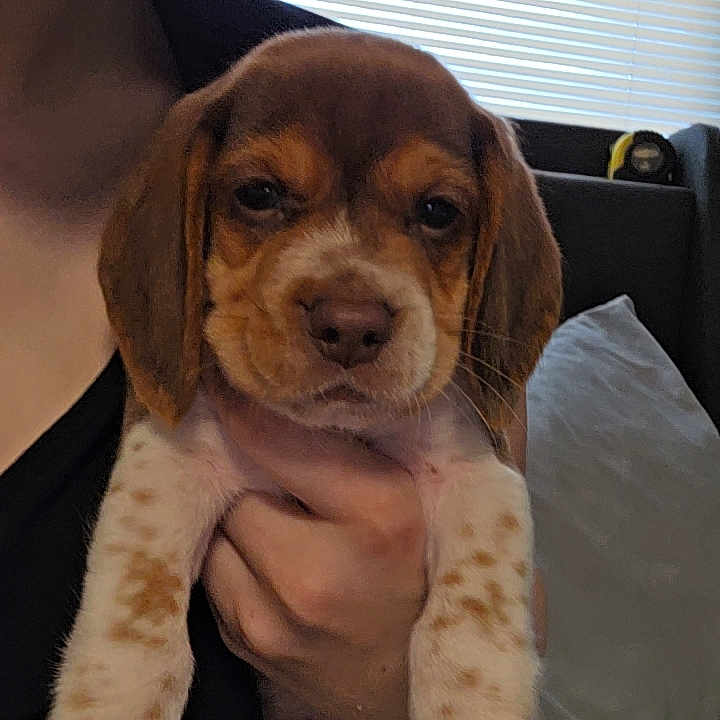 Molly
