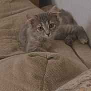 Ally joined the competition — help win amazing prizes! animal, beige, cat, couch, cozy, curious, ears, eyes, fabric, feline, grey_cat, home, indoor, kitten, patterned_pillow, pet, resting, soft, texture, whiskers