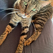 Hermes participe au concours pour gagner de l'argent avec cette photo : abyssinian, animal, architecture, armchair, building, cat, chair, couch, cushion, egyptiancat, furniture, homedecor, indoors, kitten, livingroom, manx, person, pet, room, sleeping