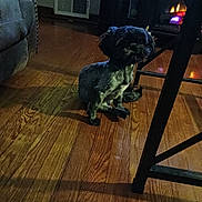 Milli is registered to the contest to win money with this photo: dog, small_dog, black_dog, wooden_floor, indoor, fireplace, furniture, chair, couch, shadow, pet, home, cozy, dim_lighting, floor, animal, living_room, domestic, quiet, sitting