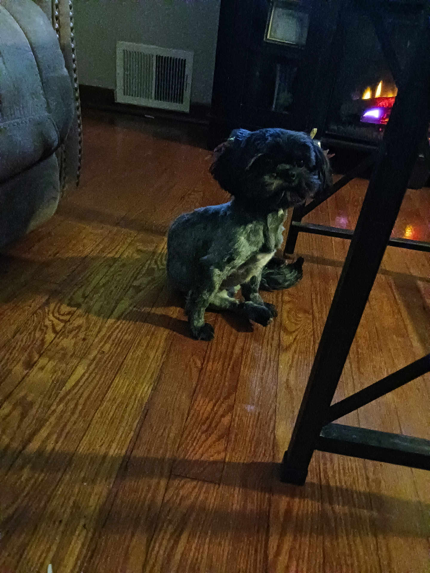 Milli is registered to the contest to win money with this photo: dog, small_dog, black_dog, wooden_floor, indoor, fireplace, furniture, chair, couch, shadow, pet, home, cozy, dim_lighting, floor, animal, living_room, domestic, quiet, sitting