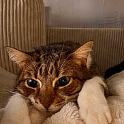 Tamy participe au concours pour gagner de l'argent avec cette photo : cat, tabby, pet, animal, feline, paws, whiskers, blanket, cozy, indoor, resting, cute, fur, closeup, relaxed, ears, face, soft, sleepy, home