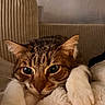 cat, tabby, pet, animal, feline, paws, whiskers, blanket, cozy, indoor, resting, cute, fur, closeup, relaxed, ears, face, soft, sleepy, home