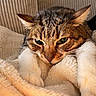 Tamy a rejoint le concours — aidez-le/la à gagner de superbes lots ! cat, tabby, green_eyes, fur, whiskers, paws, blanket, cozy, indoor, resting, cute, pet, animal, soft, warm, napping, feline, closeup, relaxed, comfort