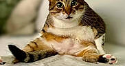 Tamy a rejoint le concours — aidez-le/la à gagner de superbes lots ! animal, cat, chubby, cute, domestic_cat, feline, funny_pose, fur, indoor, looking_at_camera, paws, pet, pink_paw_pads, relaxed, resting, sitting, tabby, whiskers, white_background, wide_eyes