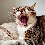 Tamy a rejoint le concours — aidez-le/la à gagner de superbes lots ! animal, blanket, cat, closeup, cozy, cute, fur, indoor, mammal, paw, pet, relaxing, resting, sleepy, tabby, teeth, texture, tongue, whiskers, yawning