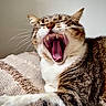 animal, blanket, cat, closeup, cozy, cute, fur, indoor, mammal, paw, pet, relaxing, resting, sleepy, tabby, teeth, texture, tongue, whiskers, yawning