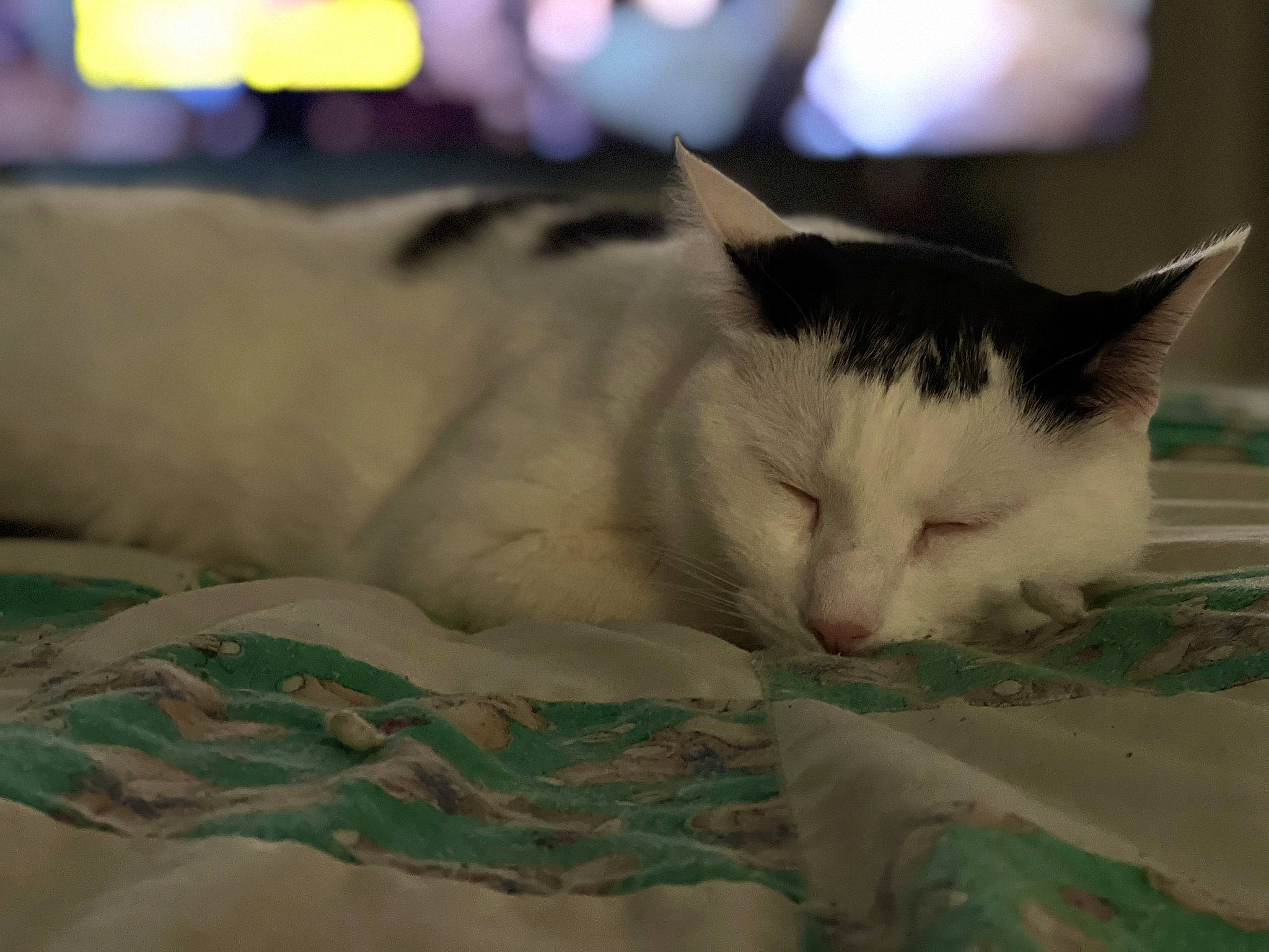 Einstein is registered to the contest to win money with this photo: carnivore, cat, claw, comfort, domestic_short_haired_cat, felidae, foot, fur, linens, nap, paw, small_to_medium_sized_cats, snout, tail, whiskers