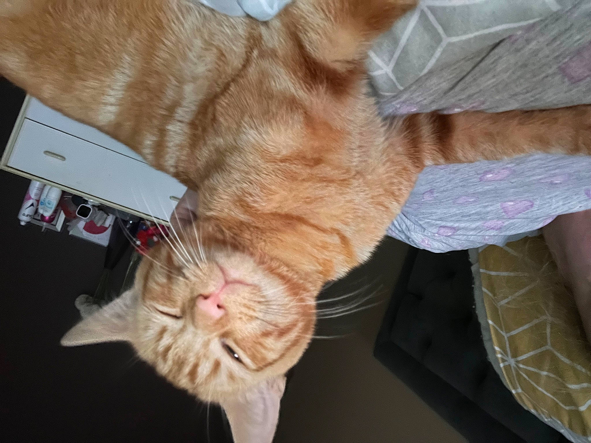 Kevin is registered to the contest to win money with this photo: carnivore, cat, claw, comfort, domestic_short_haired_cat, ear, fawn, felidae, foot, fur, gesture, human_leg, nap, paw, small_to_medium_sized_cats, snout, tail, whiskers