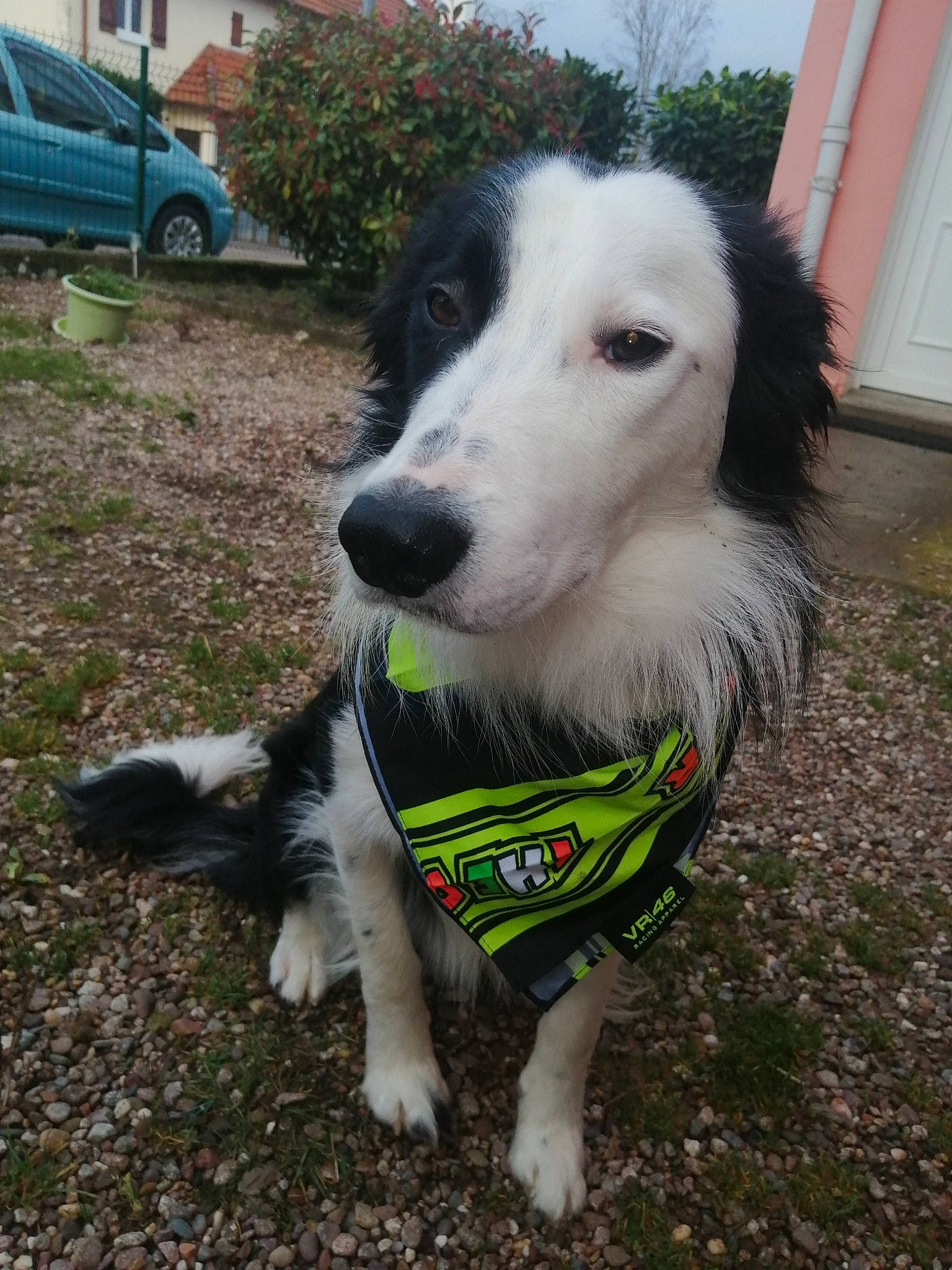 Toska a rejoint le concours — aidez-le/la à gagner de superbes lots ! canidae, carnivore, collar, companion_dog, dog, dog_breed, dog_collar, dog_supply, fur, grass, leash, pet_supply, plant, snout, sporting_group, tire, tree, wheel, whiskers, working_animal