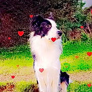 Toska participe au concours pour gagner de l'argent avec cette photo : alert, animal, black_and_white, border_collie, canine, cute, dog, field, fur, grass, greenery, heart, love, loyal, nature, night, outdoor, pet, portrait, standing