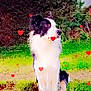 alert, animal, black_and_white, border_collie, canine, cute, dog, field, fur, grass, greenery, heart, love, loyal, nature, night, outdoor, pet, portrait, standing