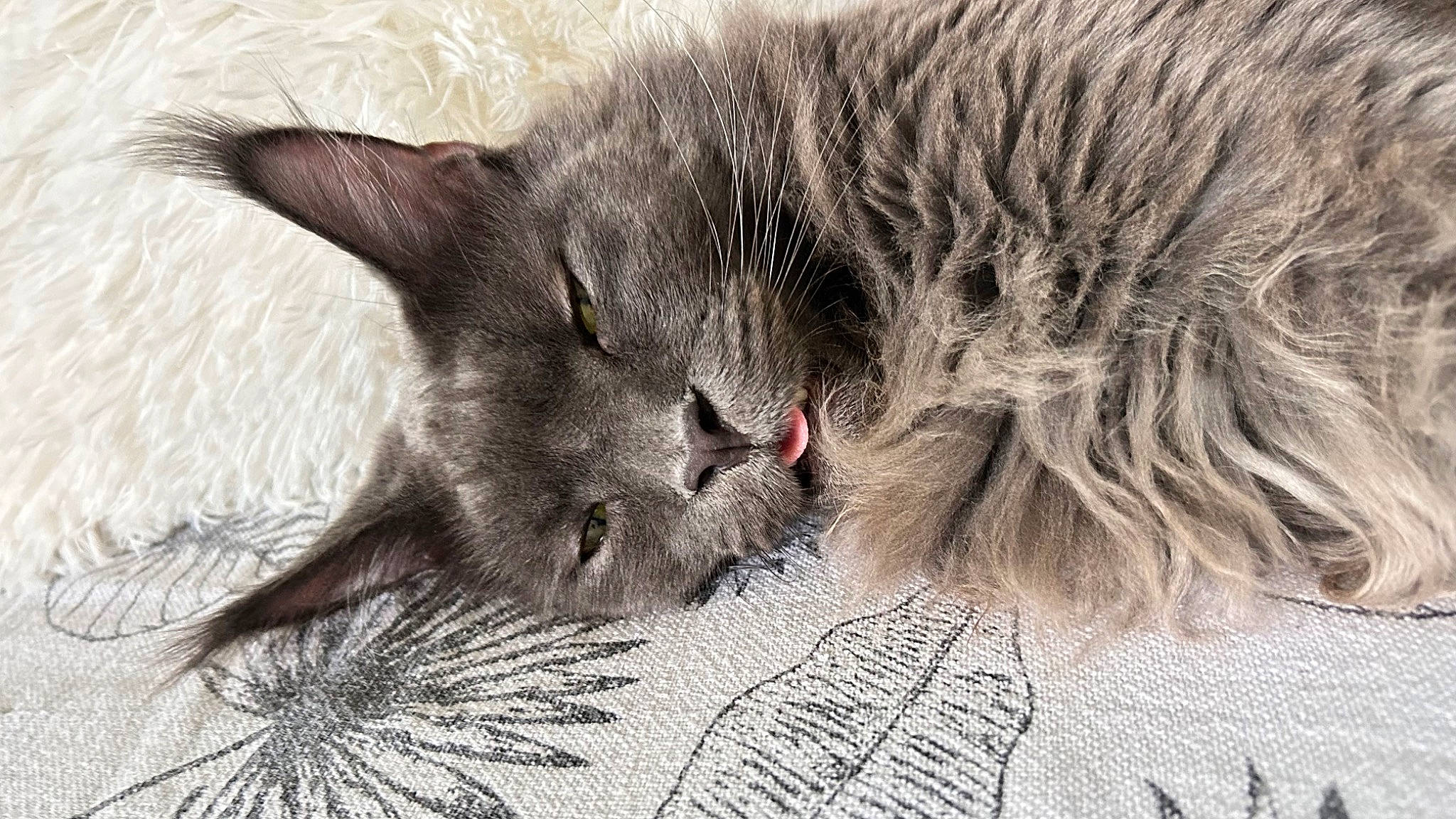 René-jean a rejoint le concours — aidez-le/la à gagner de superbes lots ! black_cat, carnivore, cat, chartreux, claw, comfort, domestic_short_haired_cat, felidae, fur, grey, monochrome, monochrome_photography, paw, russian_blue, small_to_medium_sized_cats, tail, terrestrial_animal, whiskers