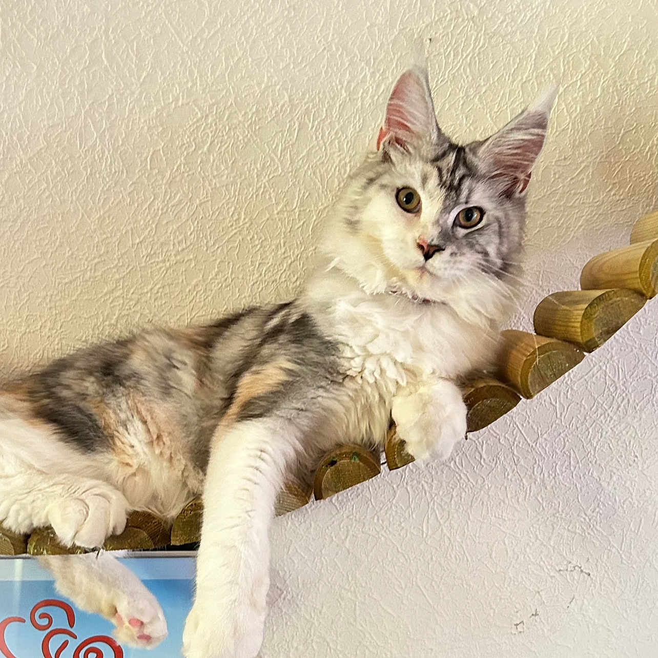 Valentine a rejoint le concours — aidez-le/la à gagner de superbes lots ! abyssinian, angora, animal, architecture, brasssection, building, canine, cat, dog, envelope, greetingcard, horn, kitten, mail, manx, musicalinstrument, pet, siamese, wall, wood