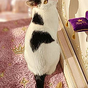 Timale a rejoint le concours — aidez-le/la à gagner de superbes lots ! black_and_white, cat, curious, feline, framed_picture, golden_crowns, golden_fish, indoor, king_pet, pet, pink_carpet, plush_texture, purple_cushion, reflection, regal_decor, shadow, soft_lighting, tail, wall_decoration, whiskers