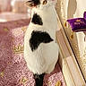 black_and_white, cat, curious, feline, framed_picture, golden_crowns, golden_fish, indoor, king_pet, pet, pink_carpet, plush_texture, purple_cushion, reflection, regal_decor, shadow, soft_lighting, tail, wall_decoration, whiskers