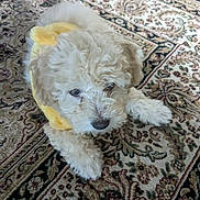 Honey is registered to the contest to win money with this photo: accessories, animal, bison, canine, couch, cushion, dog, eskimodog, furniture, homedecor, linen, person, pet, poodle, puppy, rug, sleeping, strap, terrier, whitedog