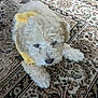 accessories, animal, bison, canine, couch, cushion, dog, eskimodog, furniture, homedecor, linen, person, pet, poodle, puppy, rug, sleeping, strap, terrier, whitedog