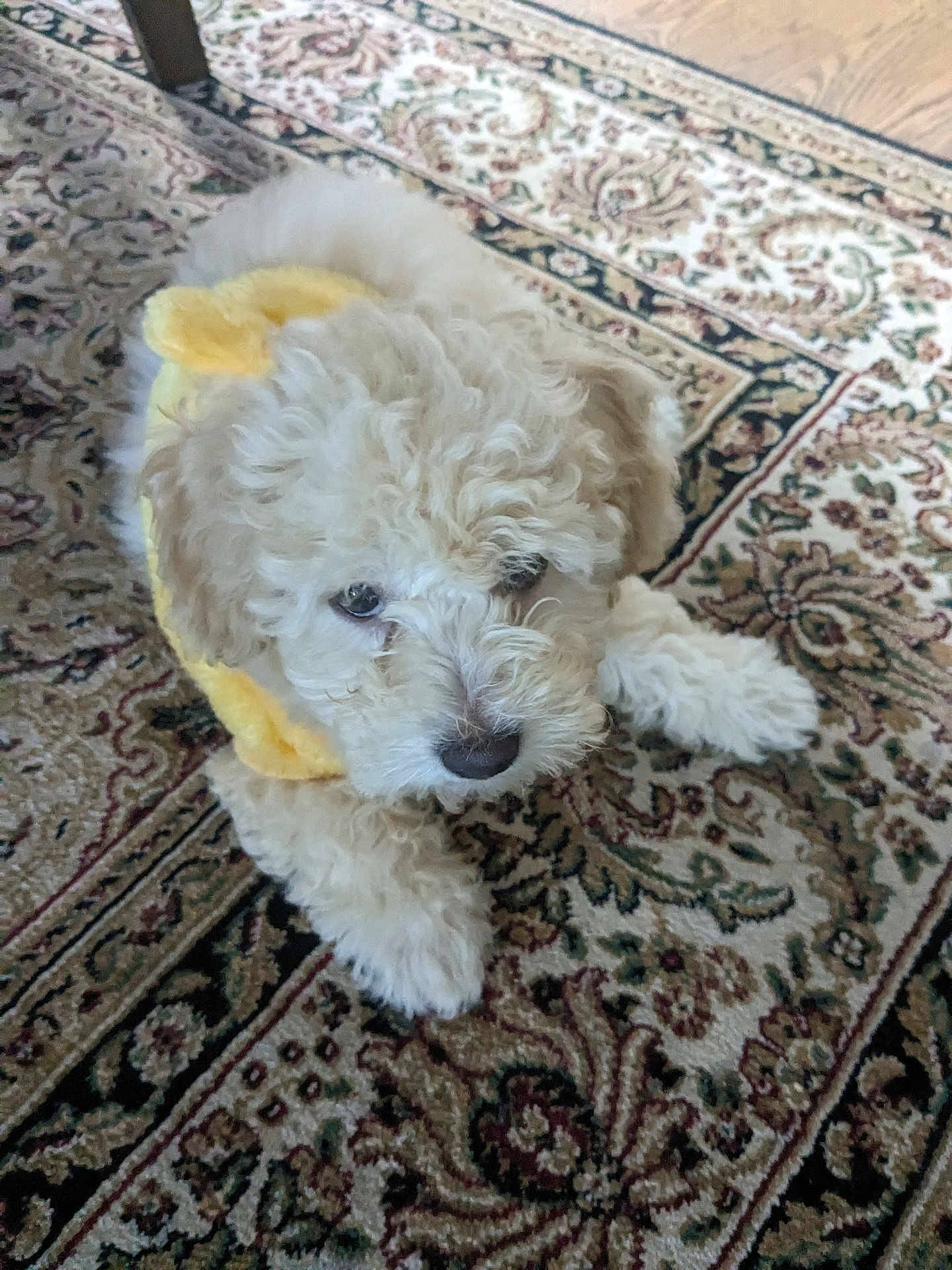 Honey is registered to the contest to win money with this photo: accessories, animal, bison, canine, couch, cushion, dog, eskimodog, furniture, homedecor, linen, person, pet, poodle, puppy, rug, sleeping, strap, terrier, whitedog