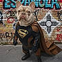 animal_portrait, boots, brick_wall, cape, colorful, cosplay, costume, cute, dog, french_bulldog, graffiti, hero_pose, pavement, portrait, standing, street, street_art, superhero, superman_logo, urban