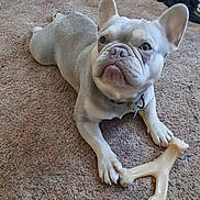 Osito joined the competition — help win amazing prizes! animal, canine, carpet, chew_toy, collar, cute, dog, domestic_animal, ears, floor, french_bulldog, fur, indoor, looking_up, paw, pet, playful, resting, snout, toy