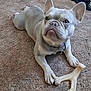 animal, canine, carpet, chew_toy, collar, cute, dog, domestic_animal, ears, floor, french_bulldog, fur, indoor, looking_up, paw, pet, playful, resting, snout, toy