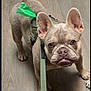 Osito joined the competition — help win amazing prizes! big_ears, brown_coat, closeup, companion, curious_expression, cute, dog, french_bulldog, green_bag, harness, indoor, leash, looking_up, paws, pet, portrait, short_muzzle, tongue, wood_floor, wrinkled_face