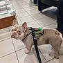 chair, cute, dog, ears, floor_tile, french_bulldog, glass_table, harness, indoor, leash, looking_up, owner_leg, paws, pet, reception, shadow, tile_floor, vet_clinic, waiting_room, wrinkled_face