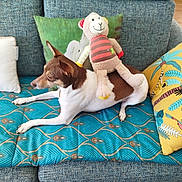 Kiro a rejoint le concours — aidez-le/la à gagner de superbes lots ! dog, plush_toy, couch, pillow, blue_cushion, patterned_fabric, indoor, relaxed, brown_and_white, stuffed_animal, toy, furniture, home_decor, animal, pet, soft_toy, colorful, living_room, resting, seated