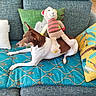 dog, plush_toy, couch, pillow, blue_cushion, patterned_fabric, indoor, relaxed, brown_and_white, stuffed_animal, toy, furniture, home_decor, animal, pet, soft_toy, colorful, living_room, resting, seated