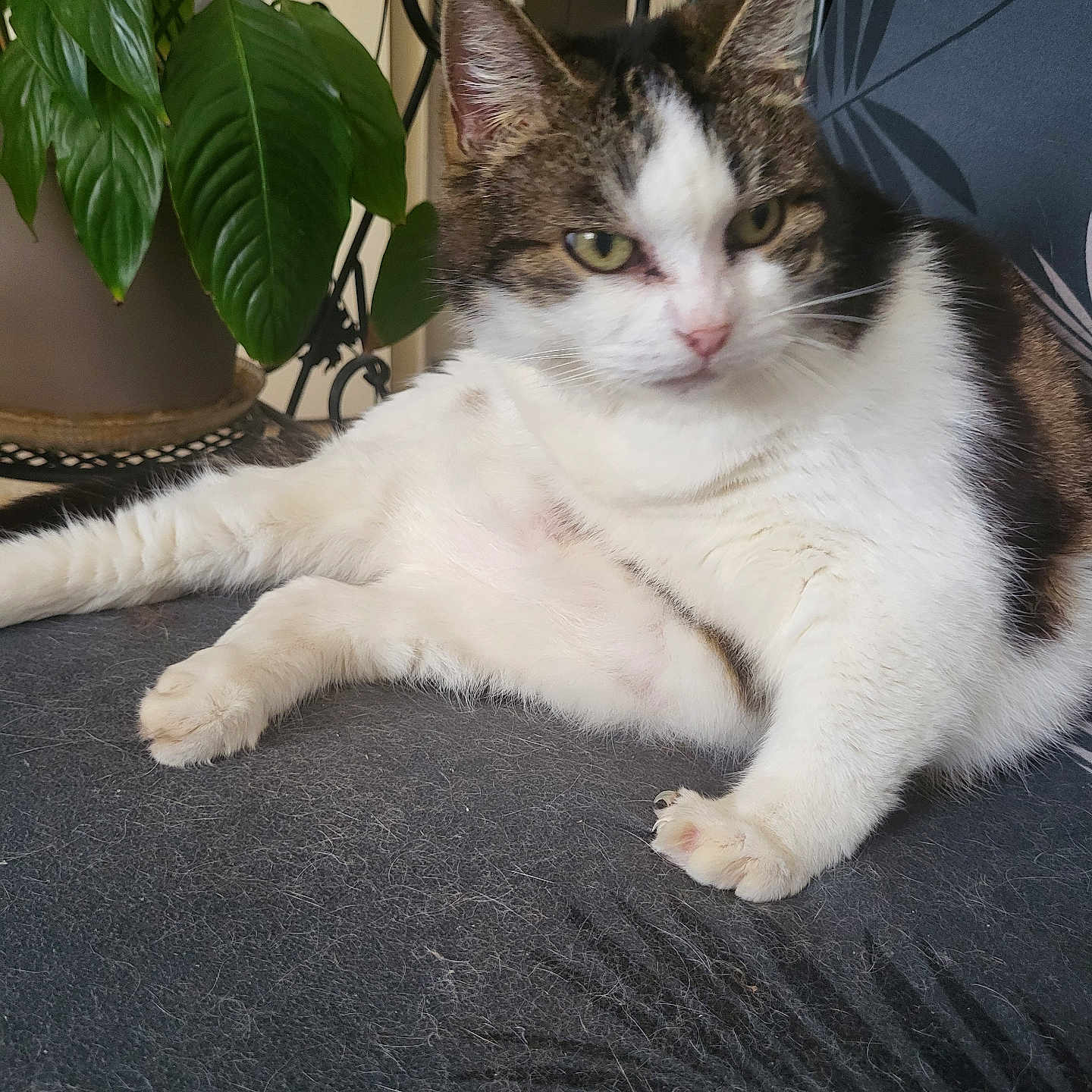 Princesse a rejoint le concours — aidez-le/la à gagner de superbes lots ! animal, brown_fur, cat, chair, cozy, domestic_cat, feline, fur, furniture, green_eyes, home, indoor, leaf, paw, pet, plant, relaxed, resting, whiskers, white_fur
