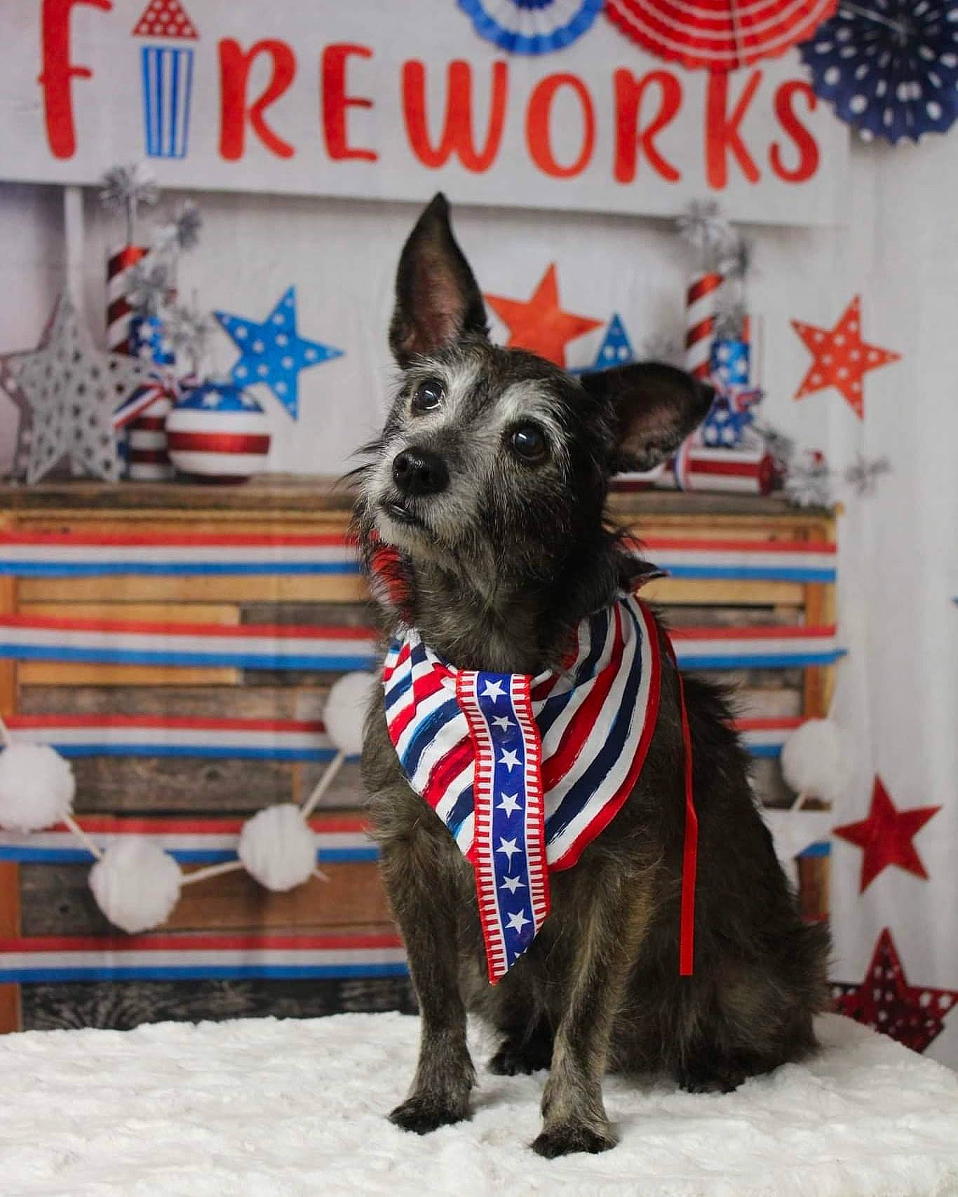 Trixie is registered to the contest to win money with this photo: canidae, carnivore, collar, companion_dog, cone, dog, dog_breed, dog_collar, dog_supply, electric_blue, event, fawn, liver, non_sporting_group, party_hat, pet_supply, snout, snow, sporting_group, working_animal