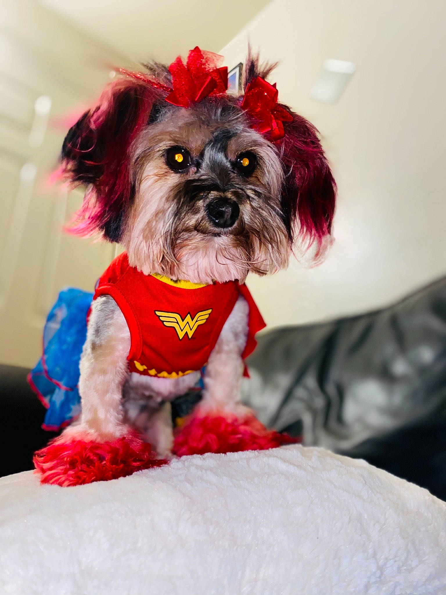 Chanel is registered to the contest to win money with this photo: canidae, carnivore, collar, companion_dog, dog, dog_breed, dog_clothes, dog_collar, dog_supply, fashion_accessory, fur, leash, liver, pet_supply, small_terrier, snout, sporting_group, terrier, toy_dog, working_animal