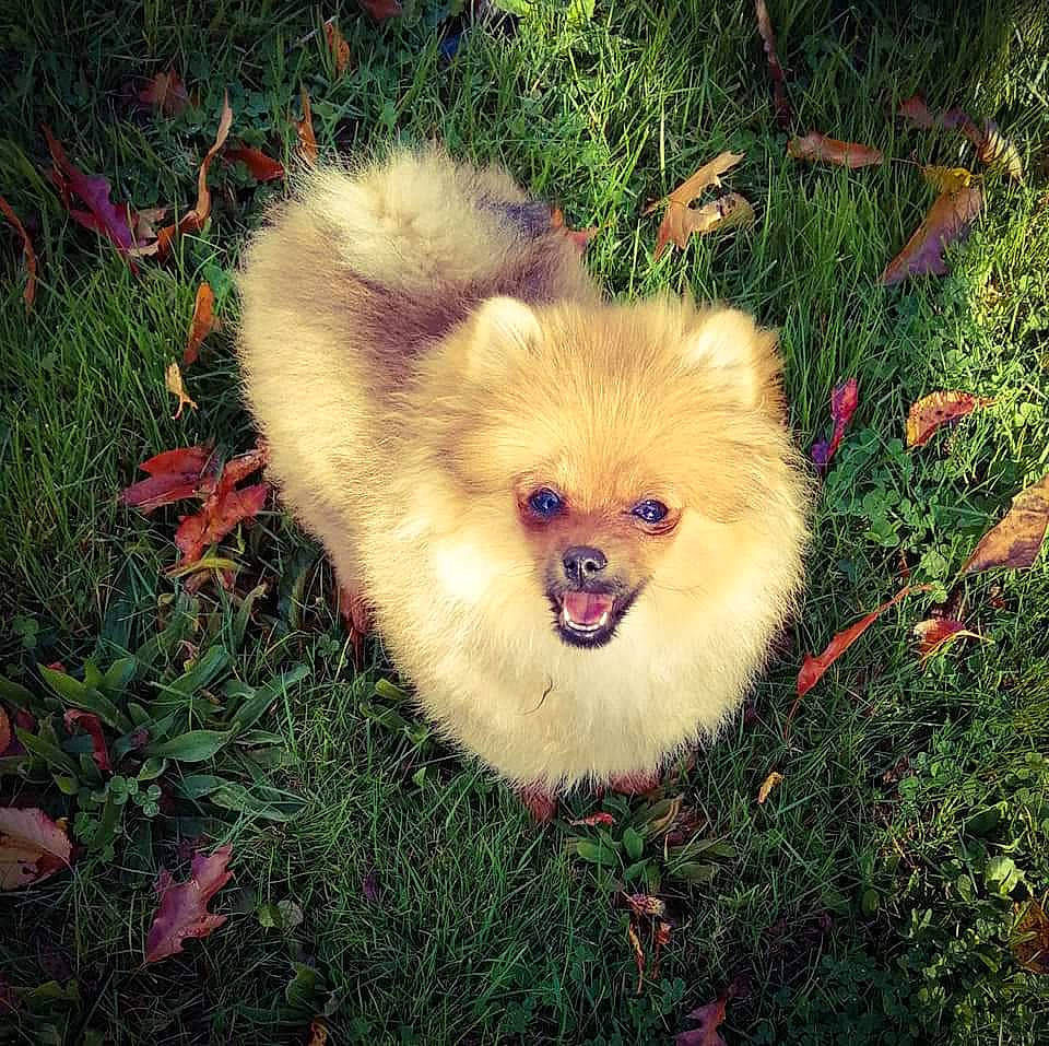 Rubis a rejoint le concours — aidez-le/la à gagner de superbes lots ! canidae, carnivore, companion_dog, dog, dog_breed, eye, fawn, fur, german_spitz, german_spitz_klein, german_spitz_mittel, grass, happy, plant, smile, spitz, sporting_group, terrestrial_animal, toy_dog, whiskers