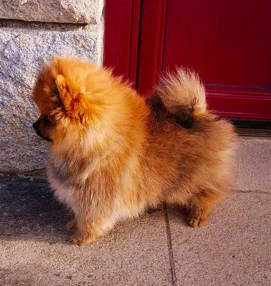 Rubis participe au concours pour gagner de l'argent avec cette photo : beak, canidae, carnivore, claw, companion_dog, dog_breed, eye, fawn, felidae, fur, german_spitz, german_spitz_klein, mammal, paw, poultry, road_surface, small_to_medium_sized_cats, snout, tail, whiskers