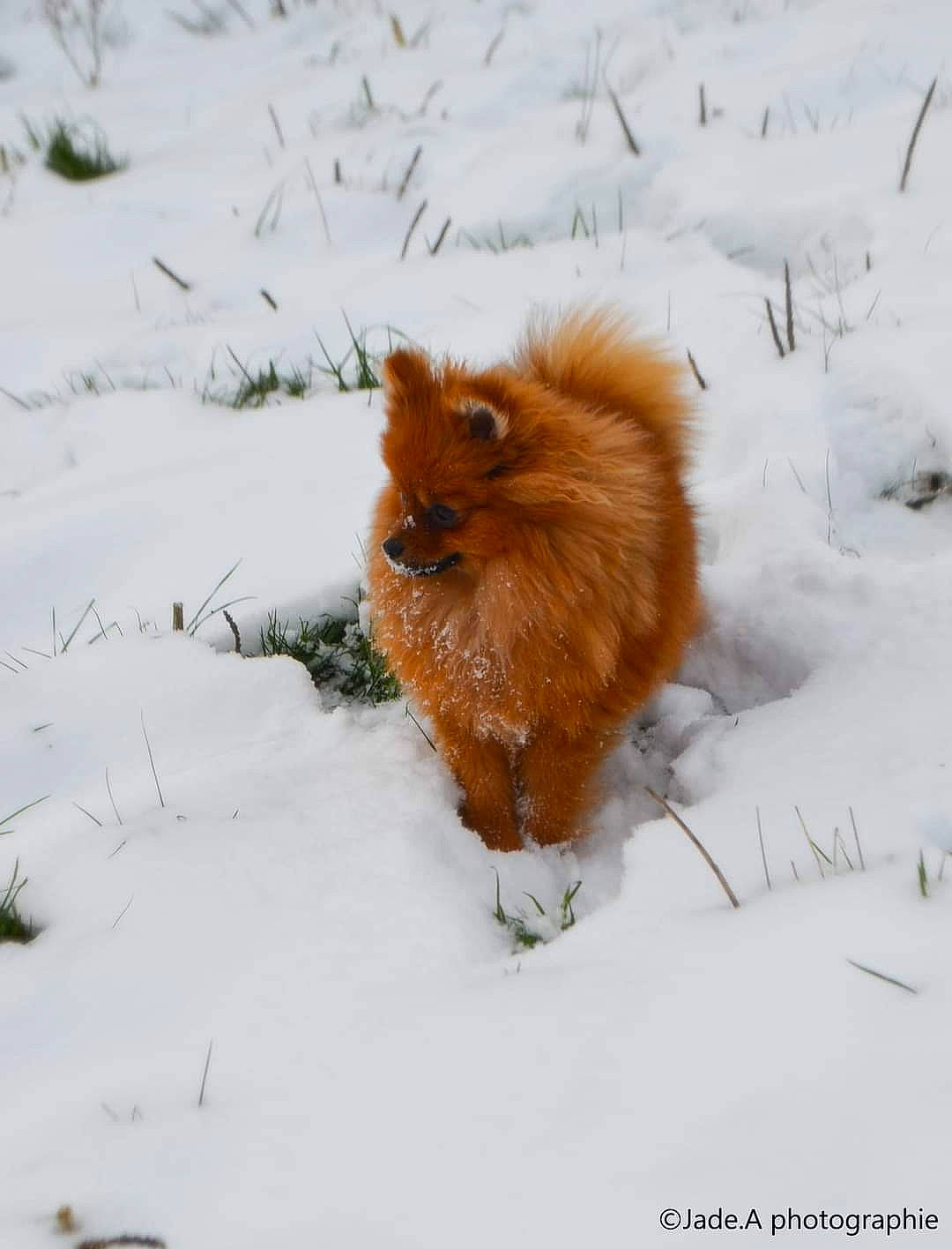 Rubis a rejoint le concours — aidez-le/la à gagner de superbes lots ! canidae, carnivore, dog_breed, fawn, freezing, fur, precipitation, snow, sporting_group, tail, terrestrial_animal, whiskers, wildlife, winter