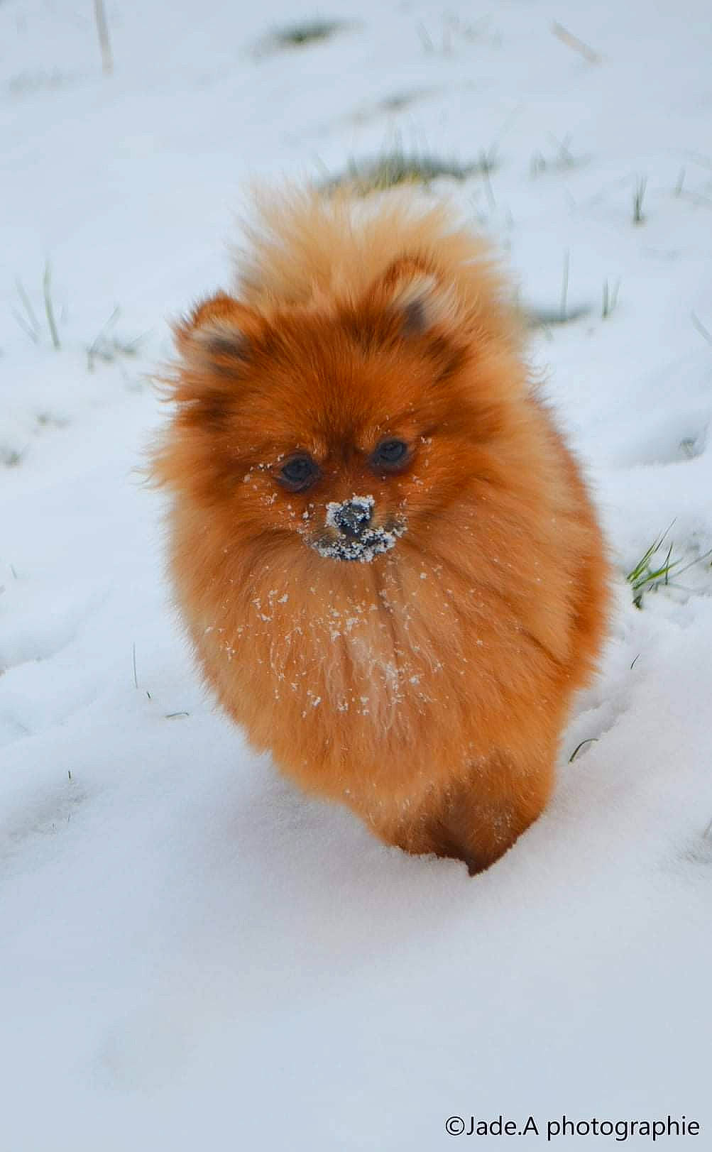 Rubis a rejoint le concours — aidez-le/la à gagner de superbes lots ! canidae, carnivore, companion_dog, dog, dog_breed, fawn, freezing, fur, german_spitz, german_spitz_klein, german_spitz_mittel, snout, snow, spitz, sporting_group, tail, toy_dog, whiskers, winter, working_animal