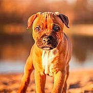 Fury a rejoint le concours — aidez-le/la à gagner de superbes lots ! puppy, dog, sand, outdoor, animal, brown, cute, young, pet, portrait, walking, sunlight, nature, closeup, eyes, fur, muzzle, ears, canine, playful