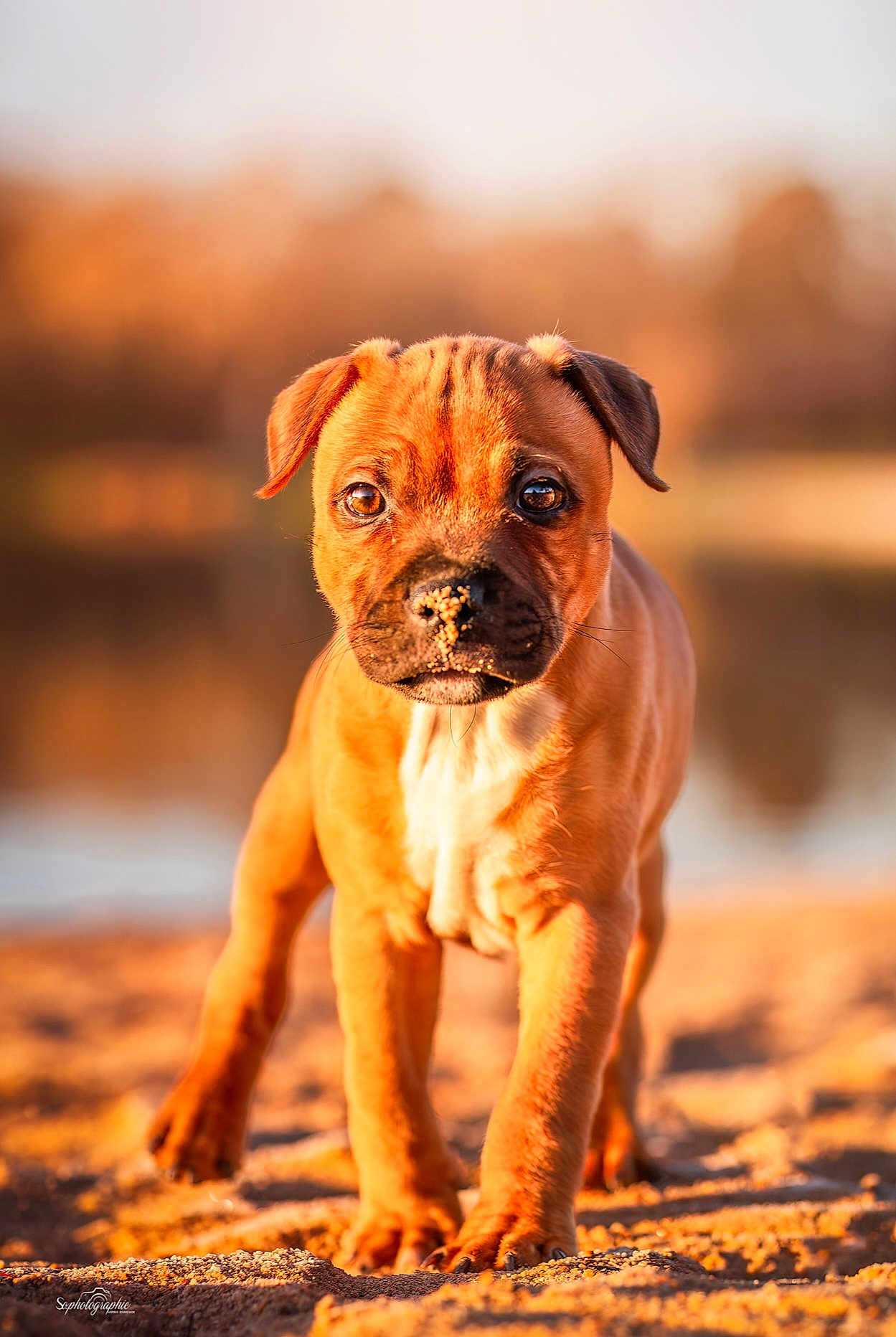 Fury a rejoint le concours — aidez-le/la à gagner de superbes lots ! puppy, dog, sand, outdoor, animal, brown, cute, young, pet, portrait, walking, sunlight, nature, closeup, eyes, fur, muzzle, ears, canine, playful