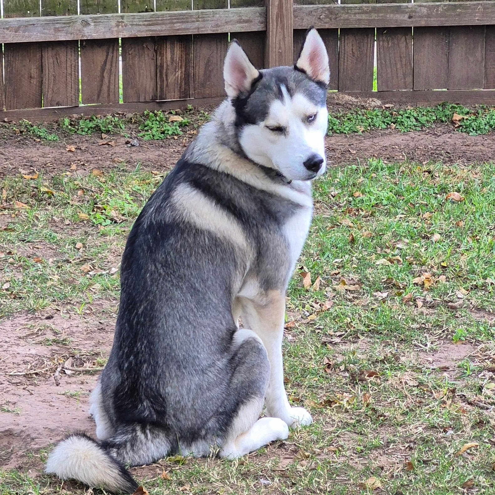 River is registered to the contest to win money with this photo: animal, backyard, ball, canine, dog, eskimodog, fence, football, grass, husky, nature, outdoors, pet, plant, puppy, slate, soccer, soccerball, soil, yard