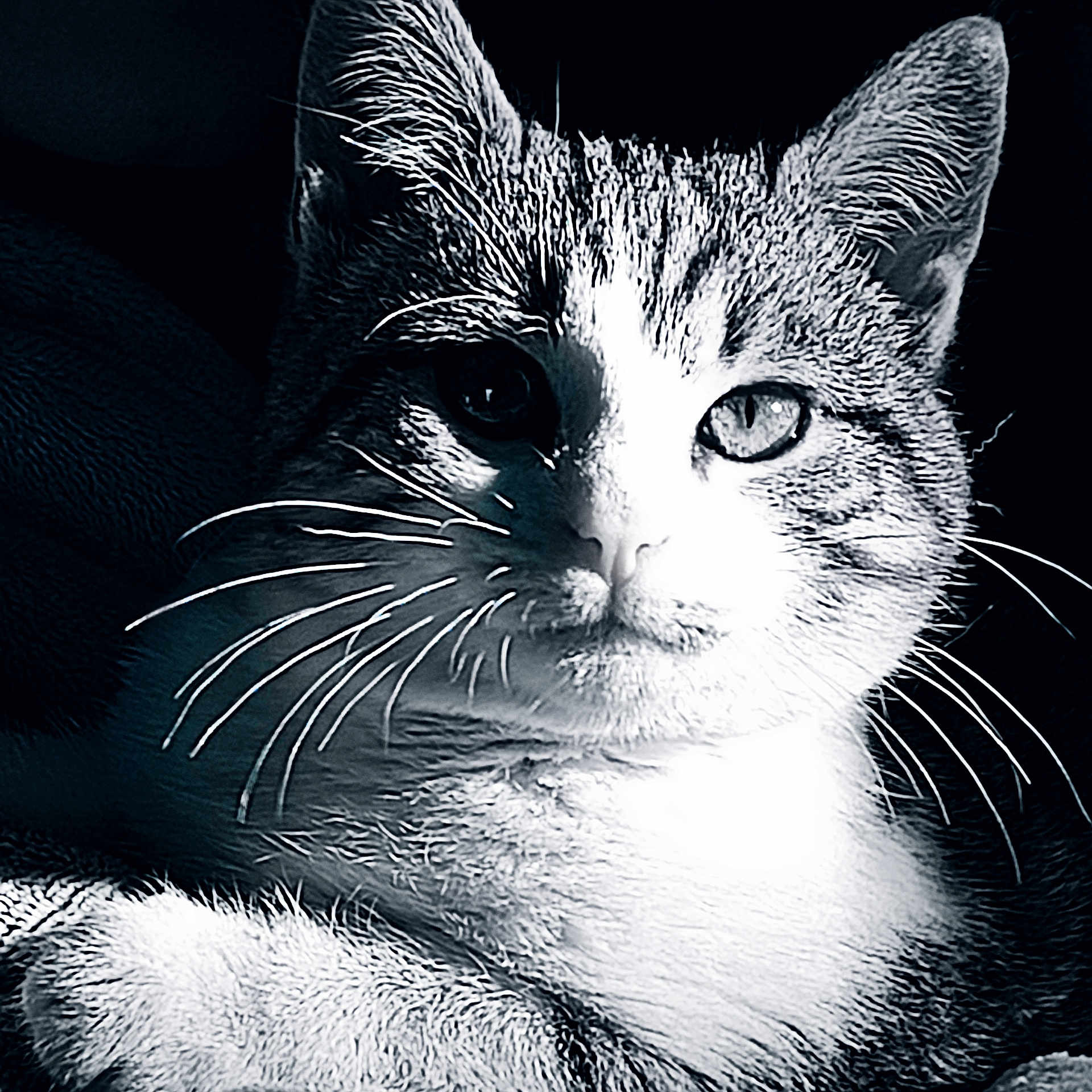 Virgule participe au concours pour gagner de l'argent avec cette photo : abyssinian, angora, animal, cat, kitten, manx, pet, siamese, snout