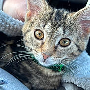 Elphie is registered to the contest to win money with this photo: kitten, cat, tabby, close_up, portrait, whiskers, golden_eyes, fur, ears, nose, green_collar, pet, cozy, blanket, soft_texture, indoor, hand, lap, animal_face, macro